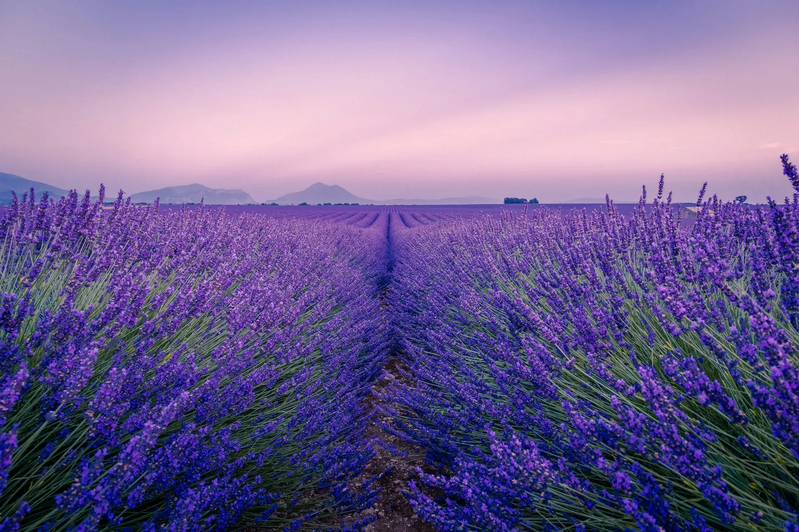 Campo de lavanda al atardecer